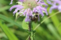 View photo in a new window