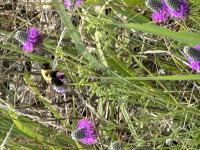 View photo in a new window