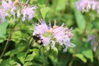 View photo in a new window