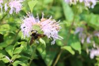 View photo in a new window