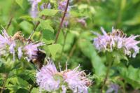 View photo in a new window