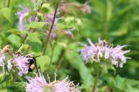 View photo in a new window