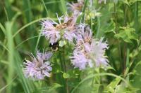 View photo in a new window