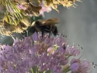 View photo in a new window