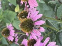 View photo in a new window