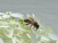 View photo in a new window