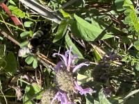 View photo in a new window