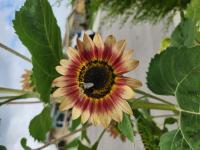 View photo in a new window