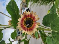 View photo in a new window