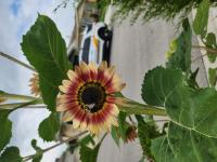 View photo in a new window