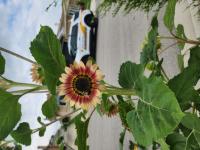 View photo in a new window