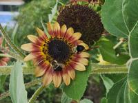 View photo in a new window