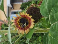 View photo in a new window