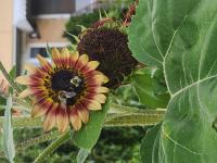 View photo in a new window