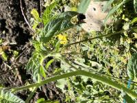 View photo in a new window