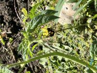 View photo in a new window