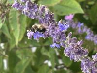 View photo in a new window