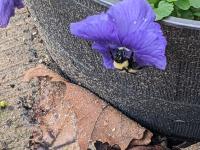 View photo in a new window