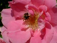 View photo in a new window