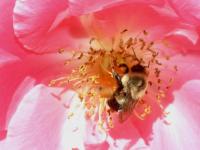 View photo in a new window