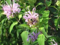 View photo in a new window