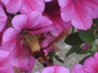 View photo in a new window