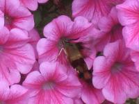 View photo in a new window