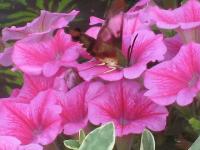 View photo in a new window