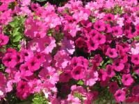 View photo in a new window