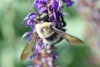 View photo in a new window