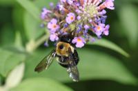 View photo in a new window