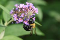 View photo in a new window