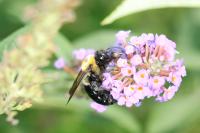 View photo in a new window