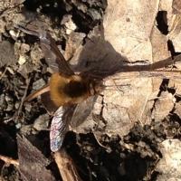 View photo in a new window