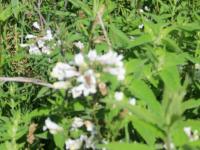 View photo in a new window