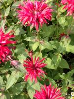 View photo in a new window