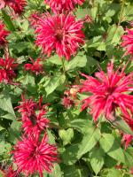 View photo in a new window