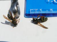 View photo in a new window