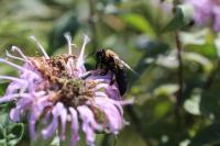 View photo in a new window