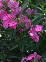 View photo in a new window