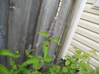 View photo in a new window