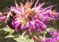 View photo in a new window