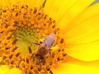 View photo in a new window