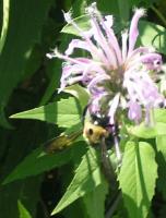 View photo in a new window