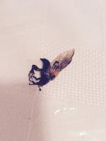 View photo in a new window