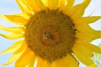 View photo in a new window