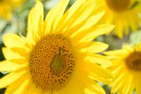 View photo in a new window