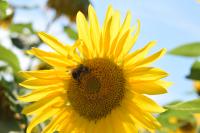 View photo in a new window