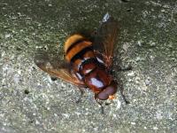 View photo in a new window