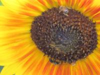 View photo in a new window